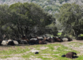 Έγκλημα κατά της ελληνικής κτηνοτροφίας: Στην Κύπρο εμβολίασαν τα ζώα και σώθηκαν!