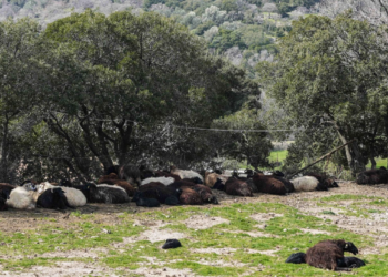 Έγκλημα κατά της ελληνικής κτηνοτροφίας: Στην Κύπρο εμβολίασαν τα ζώα και σώθηκαν!