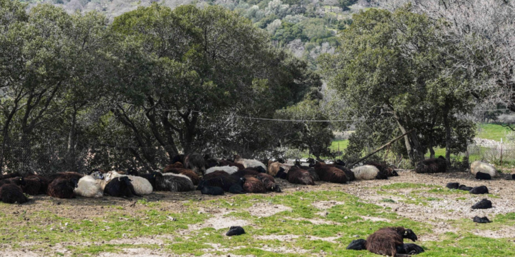 Έγκλημα κατά της ελληνικής κτηνοτροφίας: Στην Κύπρο εμβολίασαν τα ζώα και σώθηκαν!
