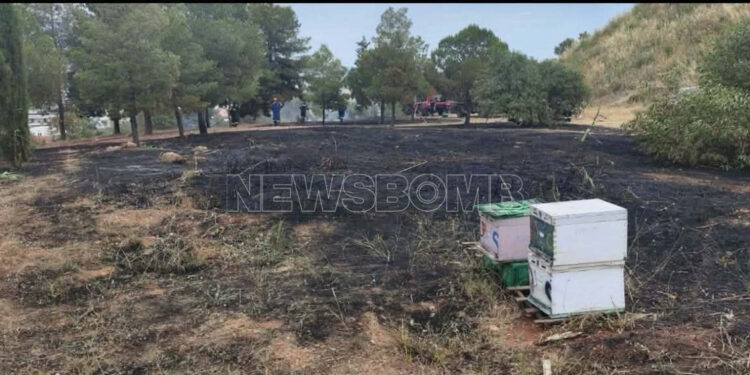 Άλσος Βεΐκου: Συνελήφθη ο μελισσοκόμος από τον οποίο ξεκίνησε η φωτιά – Θα οδηγηθεί στον εισαγγελέα